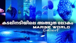 കടലിനടിയിലെ അത്ഭുത ലോകം Marine World In the sea by DQF #marineworld #sea #fish #underwater #seabed