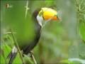 Tukan Toucan - exotischer Vogel