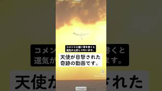 天使が目撃された奇跡の動画