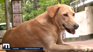 കൊല്ലത്ത് തെരുവ് നായ ശല്യം രൂക്ഷം; വന്ധ്യംകരണപദ്ധതി മുടങ്ങിയിട്ട് 5 മാസം| Mathrubhumi News