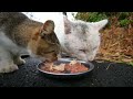 雷雨後にさくらねこたちに焼かつおと焼ささみとちゅ～るタワーとシーバとカルカンを給餌したらうまそうに食べた 猫 野良猫