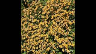 별 - Rudbeckia