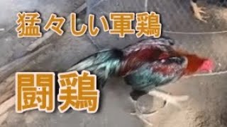 猛々しい軍鶏をご覧ください。軍鶏シャモしゃも