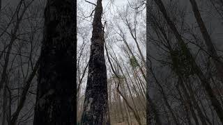 #Shorts: Sooty Mold and Fresh Sapsucker Drill Holes on a Sugar Maple at a Huntsville, AL Preserve!