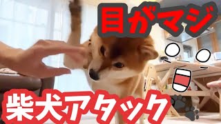 柴犬てつまる、ご飯はママの手から直接もらうのが嬉しいわん😆🐶🐾