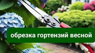 Обрезка всех видов гортензий весной. Основные правила.