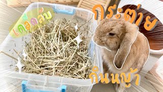 🐰Bunny’s Story EP.24 | กระต่ายกินหญ้ามากขึ้น เพราะสิ่งนี้!!!