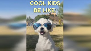 FUNNY MALTESE DOG VIDEOS 😂 TRY NOT TO LAUGH 🤪