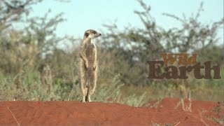 WildEarth - Sunset - 18 May 2021