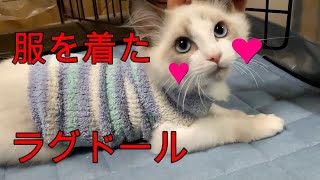 靴下を着た、ラグドールの子猫【モフニャン】part28　English subtitles