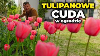 Tulipany w ogrodzie. Odmiany tulipanów w ogrodzie