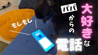 【パパが好きすぎる】寂しくて鳴き出すチワワに毎日帰るコールしています～多頭飼い～チワワ・シーズー・ミニチュアピンシャー・トイプードル