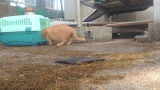 TNR用 自作　捕獲器で　野良猫の捕獲テスト　第一回