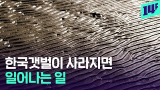 전 세계가 인정한 한국의 갯벌, 도대체 뭐가 있길래? / 14F