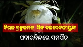 ବିରଳ ବ୍ରହ୍ମକମଳ  ସିଦ୍ଧ ବଳଦେବଜୀୟୁଙ୍କ ପଦାରବିନ୍ଦରେ ସମର୍ପିତ