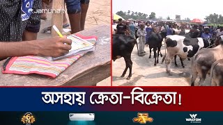 রংপুর অঞ্চলের পশুর হাটে শত কোটি টাকার অবৈধ টোল! | Rangpur Cow Syndicate | Jamuna TV