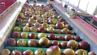 Apple Grading Machine (Choupal, Shimla)