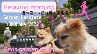 Relaxing morning（港の見える丘公園沈床花壇より）～Reos garden story～