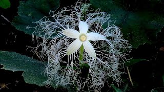 里山散歩 2022.10.19 真昼間に咲くカラスウリ（烏瓜）の花 その他、目にとまった植物や野鳥など　揖斐郡池田町の霞間ヶ渓を歩く