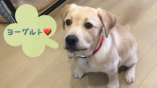 初めてヨーグルトを食べたよ【ラブラドールリリー】#27 Labrador Retriever