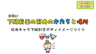 下腿前面（かたいぜんめん）の筋肉のかたちと場所