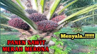 panen buah sawit merah,merona, menyala