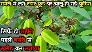 How to grow star fruit (कमरख) in a pot | grow star fruit on your terrace garden