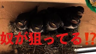 ＃47 野良ツバメ記録第2弾/No.8 2020年奴が狙ってる！？　#Parenting swallows  #Swallow's nest