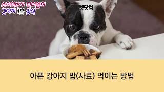 [강아지 정보] 아픈강아지 밥 먹이는 방법 - 수의학박사 닥터엠의 강아지 정보