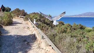 Descubrimos la ISLA DE BENIDORM