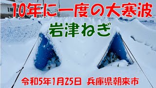 岩津ねぎは大丈夫か⁉　10年に一度の大寒波到来