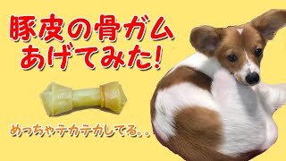 豚皮の骨ガムあげてみた【パピヨン】