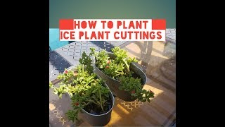 How to plant red apple aptenias in pots or in ground from cuttings