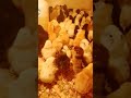 EP04 Poussinière avec 250 poussins (élevage des poulets goliath)