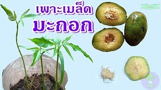 Kedongdong-ambarella | วิธีเพาะเมล็ดมะกอกฝรั่ง ปลูกต้นมะกอกฝรั่ง