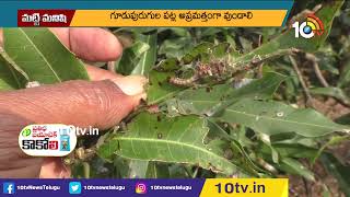 మామిడి తోటల్లో గూడుపురుగు నివారణ | Pest Control In Mango Orchards | Matti Manishi | 10TV