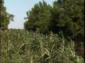 agroforestry practices alley cropping