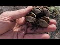 Flora recovery after bushfire at Cape Conran Coastal Park