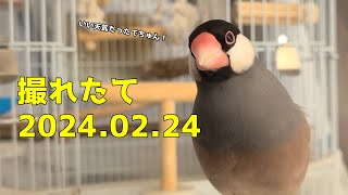 【文鳥】撮れたておうちゃん(2024/02/24) 今日も可愛く遊んでる♡　java sparrow