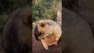 Fat #beaver lets himself be touched 🦫