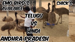 Emu Bird's Available in Nakshatra Ostrich and Emu Farm Tirupati Andhra Pradesh | Emu \u0026 Ostrich 🐦