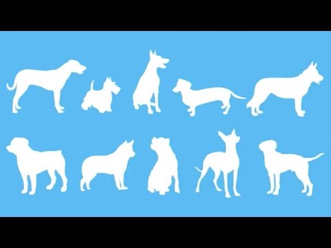 1 in 10 Dogs Will Get Kidney Disease 1 in 10 Dogs Will Get Kidney Disease