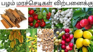 பழம் மரச்செடிகள் விற்பனைக்கு உள்ளாது #மினி ஆரஞ்சு #டவ்லேலிக்காய்#கிரம்பு#பட்டை#பூனைகண்ப்பழம்#cherry#