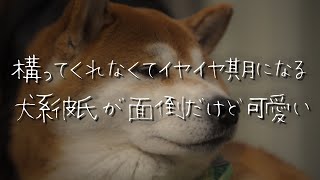 【女性向け】酔った年下犬系彼氏のイヤイヤ期が面倒くさいけど可愛い【シチュエーションボイス/睡眠導入/ロールプレイ/嫉妬/泣く/構って】 #asmr