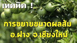 เทคนิคการขยายขนาดผลส้ม  อ.ฝาง จ.เชียงใหม่