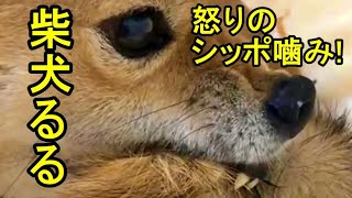 【柴犬るる】「シッポを噛むるる」 【Ruru Shiba Inu】