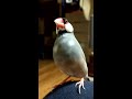 文鳥 さえずり 求愛