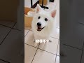 yuki這個笑臉這麼可愛的嗎？🥰 dog foxterrier spitz 寵物日常 寵物熱搜 狐狸犬 yuki