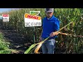 ag partners late season agronomic update dkc47 54rib