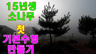 15년생 소나무 첫 기본 수형만들기 -소나무는 